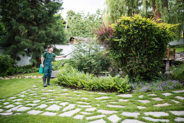 Best Local Pest Control Services  in Noel, MO