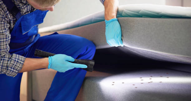 Reliable Noel, MO Pest Control Solutions