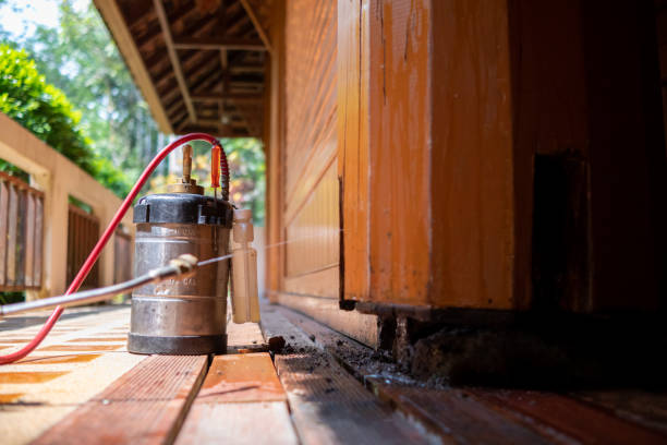Best Wasp Removal Services  in Noel, MO