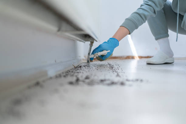 Best Mosquito Control Services  in Noel, MO